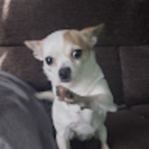 Meet your Posher, Rafael